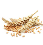 protein total fat lab analysis in grain cereals flours