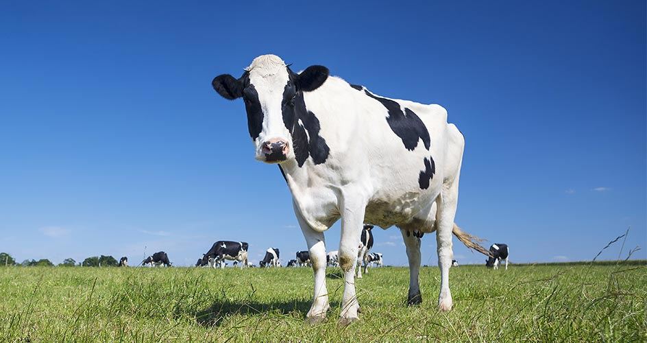dairy analysis cow