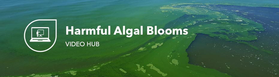 monitoring algae harmful algal blooms in water