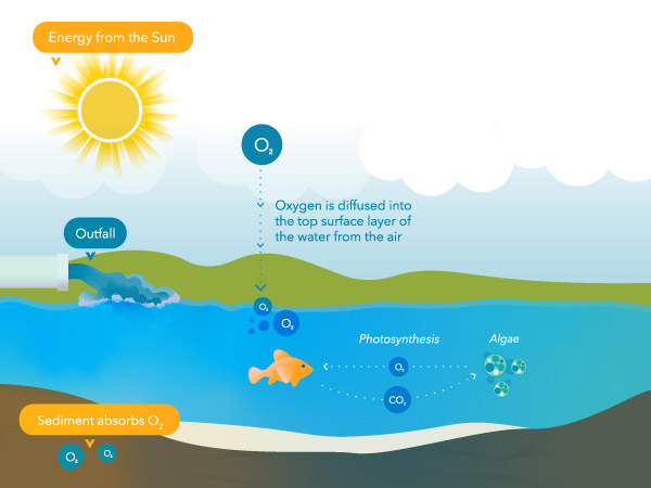 Dissolved Oxygen Concentration Increase